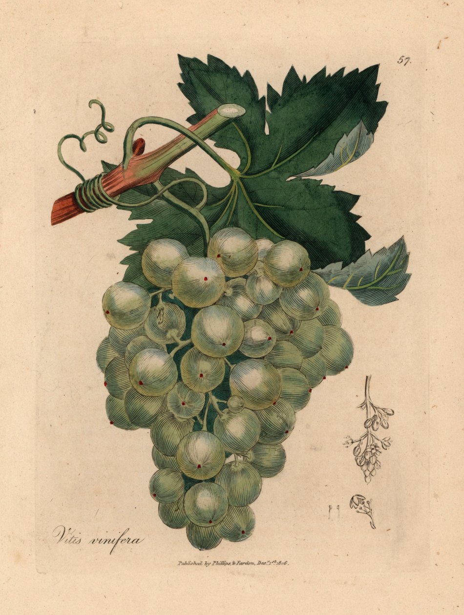 Grønne druer, vin og blade, Vitis vinifera, fra en botanisk illustration af James Sowerby fra William Woodville og Sir William Jackson Hookers "Medical Botany" 1832 (håndfarvet kobberstik) af James (after) Sowerby