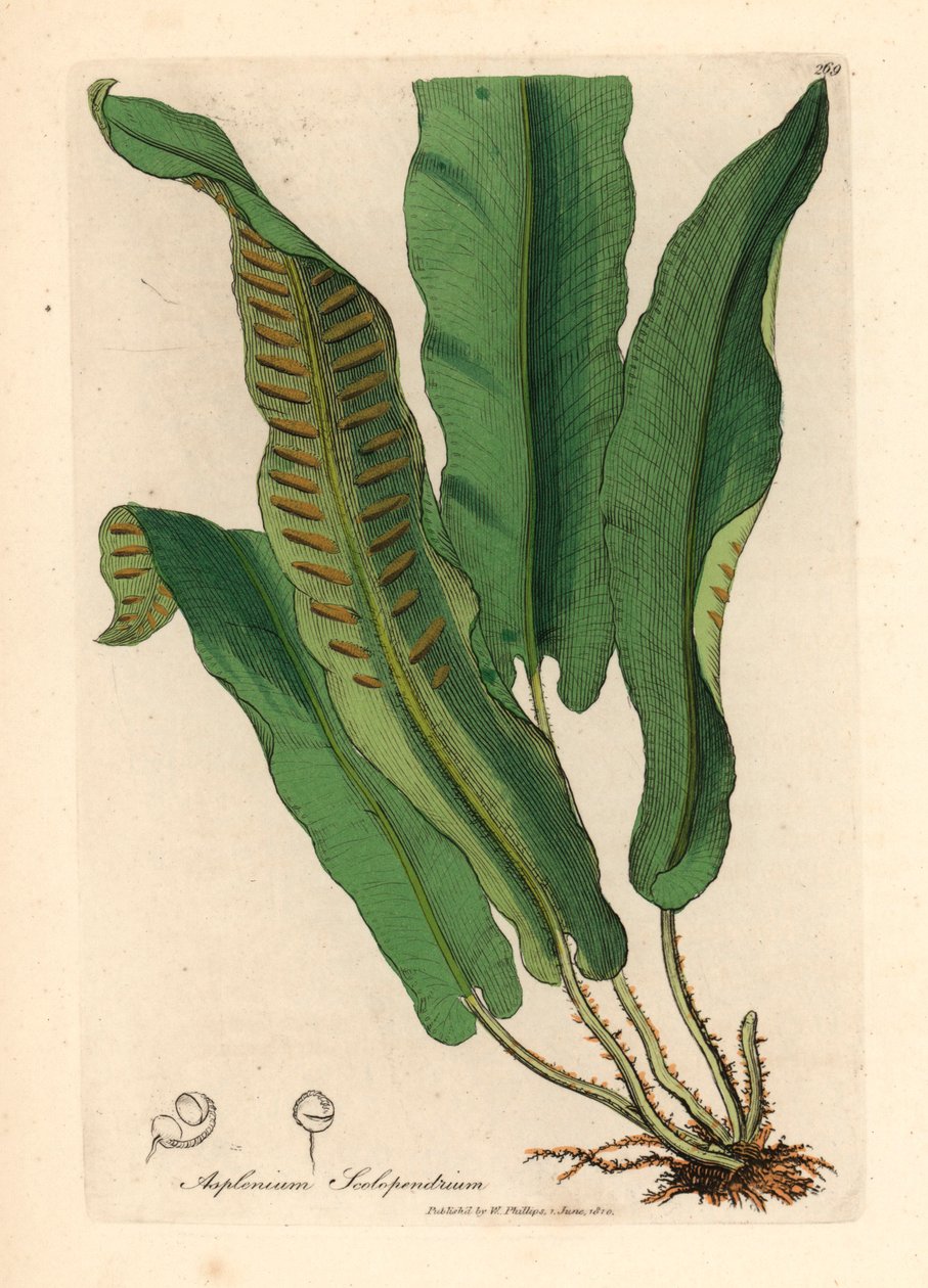Harts-tongue bregne, Asplenium scolopendrium, fra en botanisk illustration af James Sowerby fra William Woodville og Sir William Jackson Hookers "Medical Botany" 1832 (håndfarvet kobberstik) af James (after) Sowerby
