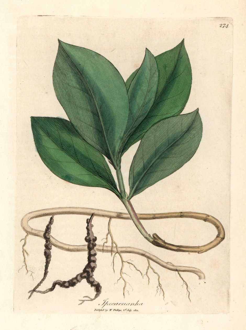 Ipecacuan, Ipecacuanha, fra en botanisk illustration af James Sowerby fra William Woodville og Sir William Jackson Hookers "Medical Botany" 1832 (håndfarvet kobberstik) af James (after) Sowerby