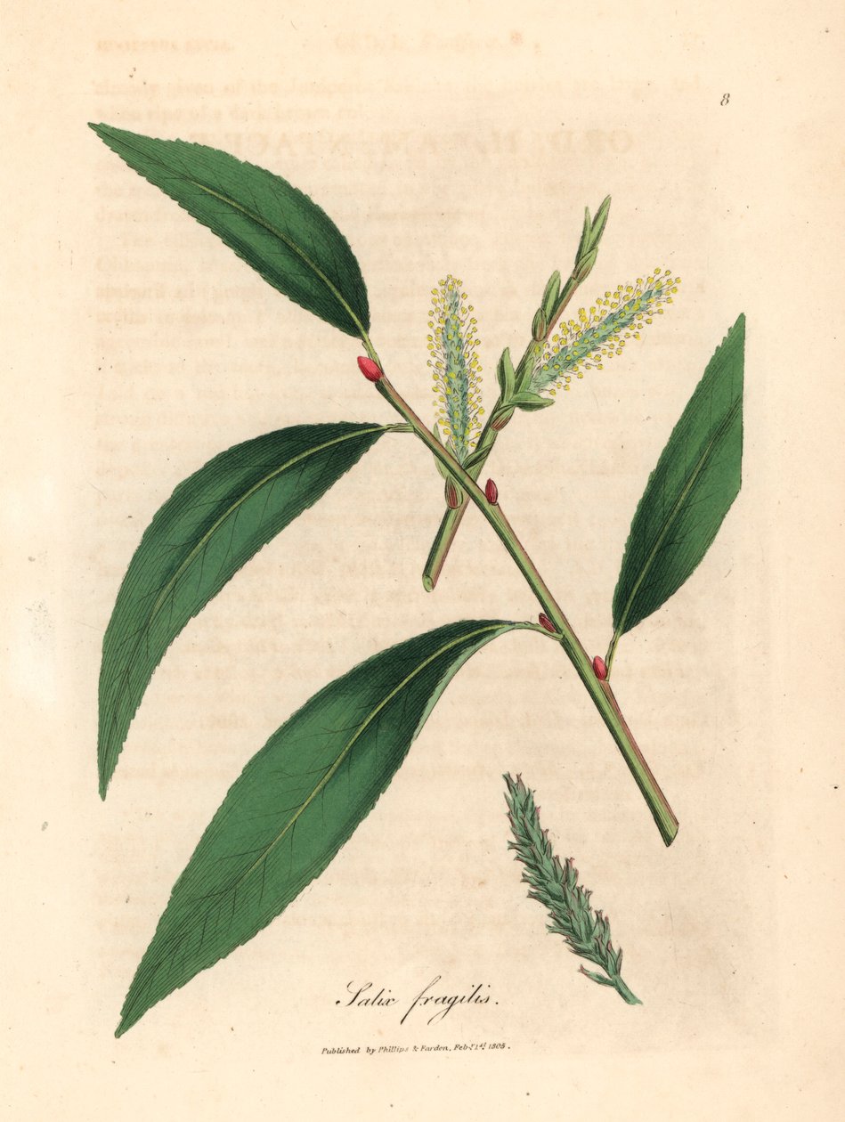 Blade og rakler af crack piletræet, Salix fragilis, fra en botanisk illustration af James Sowerby fra William Woodville og Sir William Jackson Hookers "Medical Botany" 1832 (håndfarvet kobberstik) af James (after) Sowerby