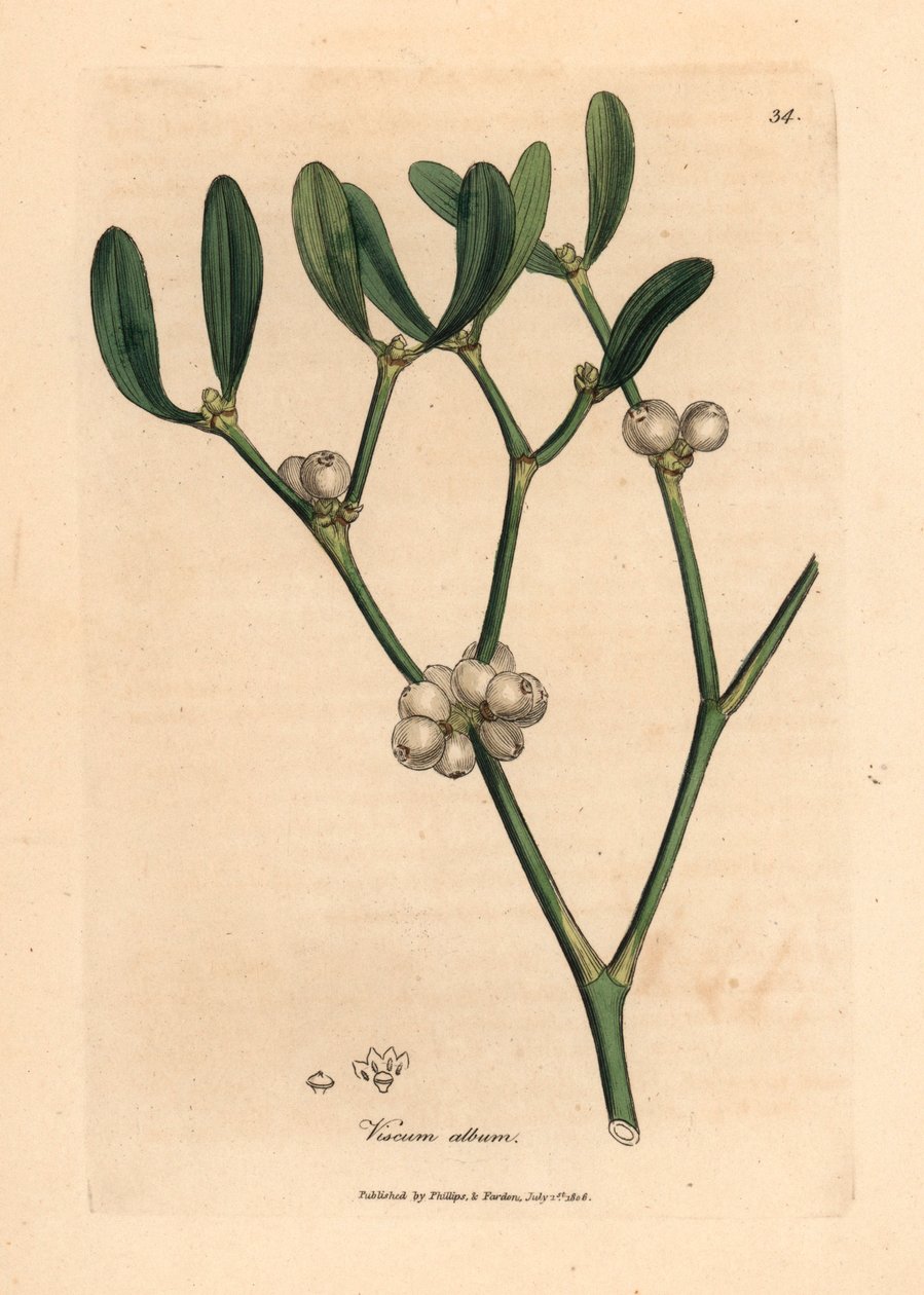Blade og hvide bær af mistelten, Viscum album, fra en botanisk illustration af James Sowerby fra William Woodville og Sir William Jackson Hookers "Medical Botany" 1832 (håndfarvet kobberstik) af James (after) Sowerby