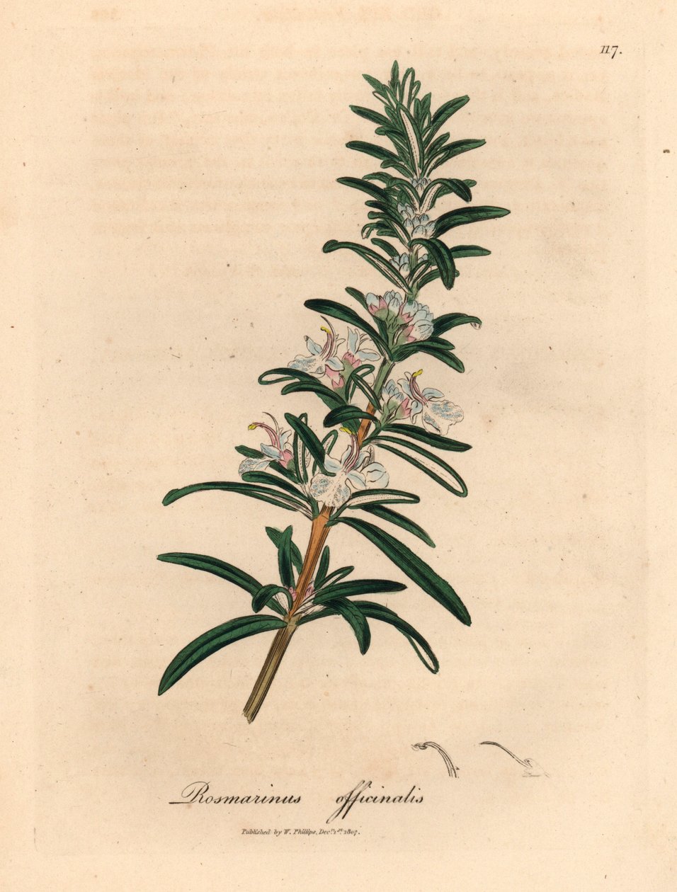 Lyseblå blomstret rosmarin, Rosmarinus officinalis, fra en botanisk illustration af James Sowerby fra William Woodville og Sir William Jackson Hookers "Medical Botany" 1832 (håndfarvet kobberstik) af James (after) Sowerby