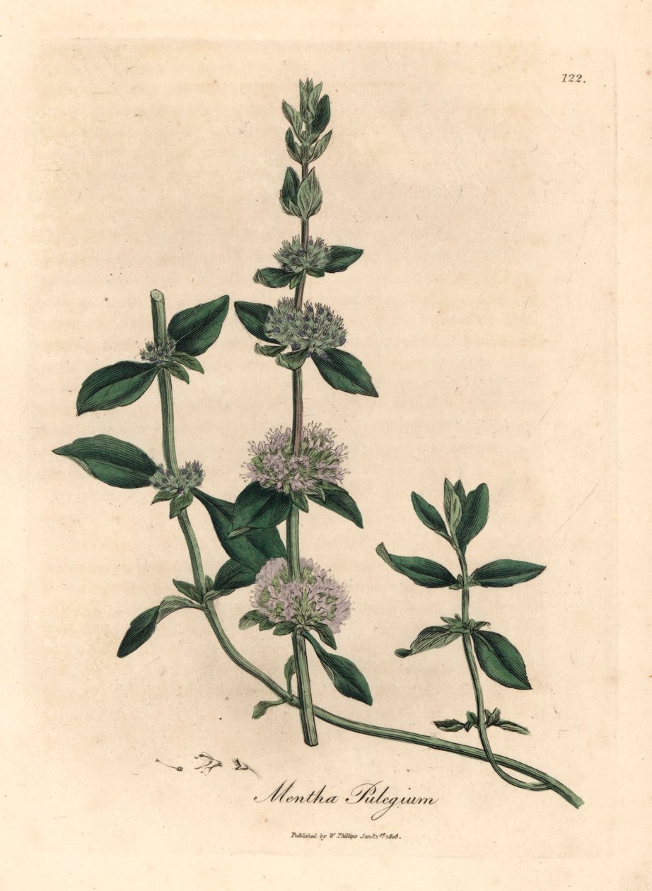 Syrenblomstret pennyroyal mynte, Mentha pulegium, fra en botanisk illustration af James Sowerby fra William Woodville og Sir William Jackson Hookers "Medical Botany" 1832 (håndfarvet kobberstik) af James (after) Sowerby