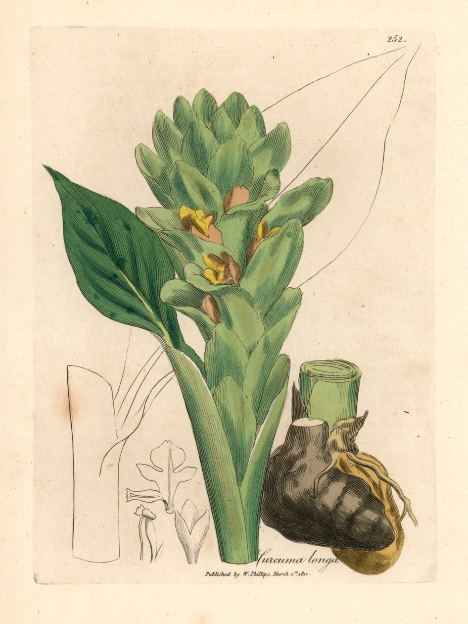 Langrodet gurkemeje, Curcuma longa, fra en botanisk illustration af James Sowerby fra William Woodville og Sir William Jackson Hookers "Medical Botany" 1832 (håndfarvet kobberstik) af James (after) Sowerby