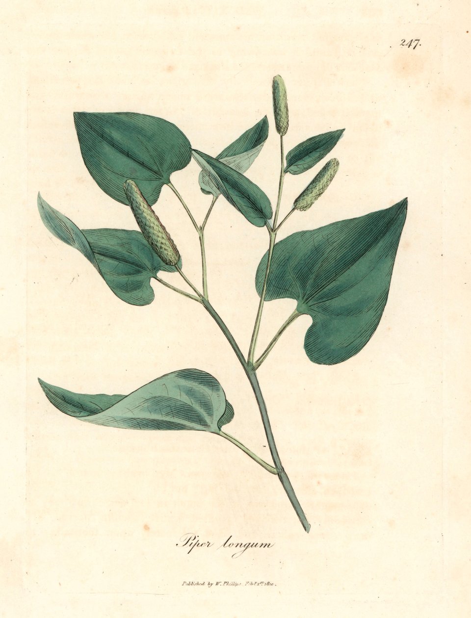 Lang peber, Piper longum, fra en botanisk illustration af James Sowerby fra William Woodville og Sir William Jackson Hookers "Medical Botany" 1832 (håndfarvet kobberstik) af James (after) Sowerby