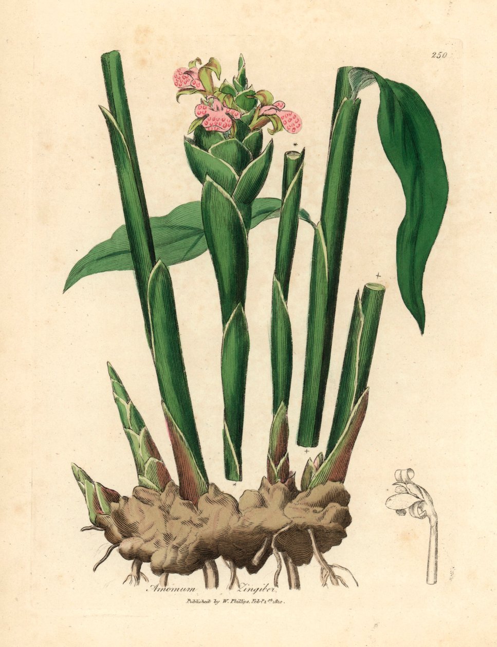Smalbladet ingefær, Zingiber officinale, fra en botanisk illustration af James Sowerby fra William Woodville og Sir William Jackson Hookers "Medical Botany" 1832 (håndfarvet kobberstik) af James (after) Sowerby
