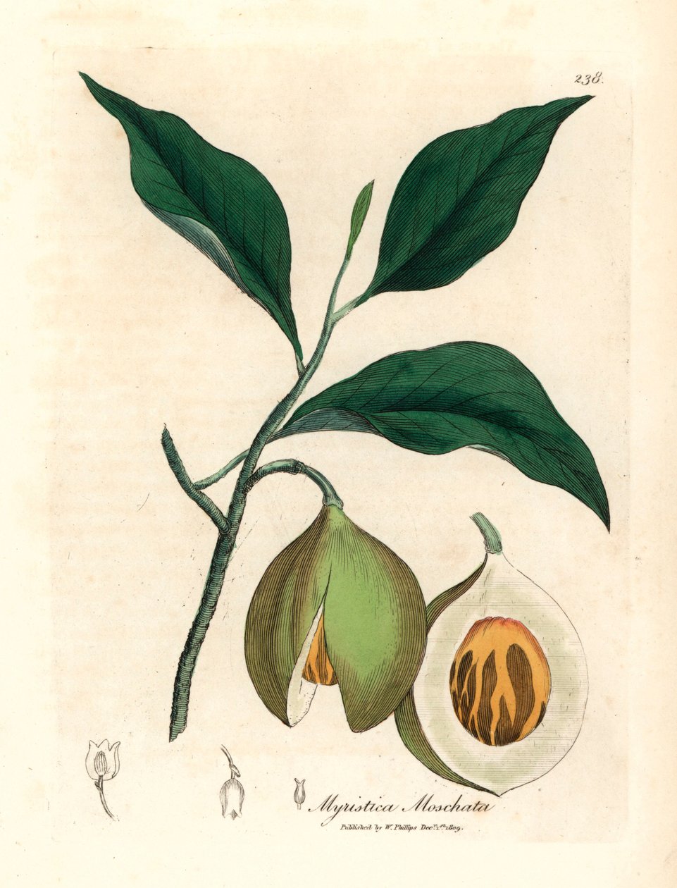 Muskat- og mace-træ, Myristica moschata, Myristica fragrans, fra en botanisk illustration af James Sowerby fra William Woodville og Sir William Jackson Hookers "Medical Botany" 1832 (håndfarvet kobberstik) af James (after) Sowerby