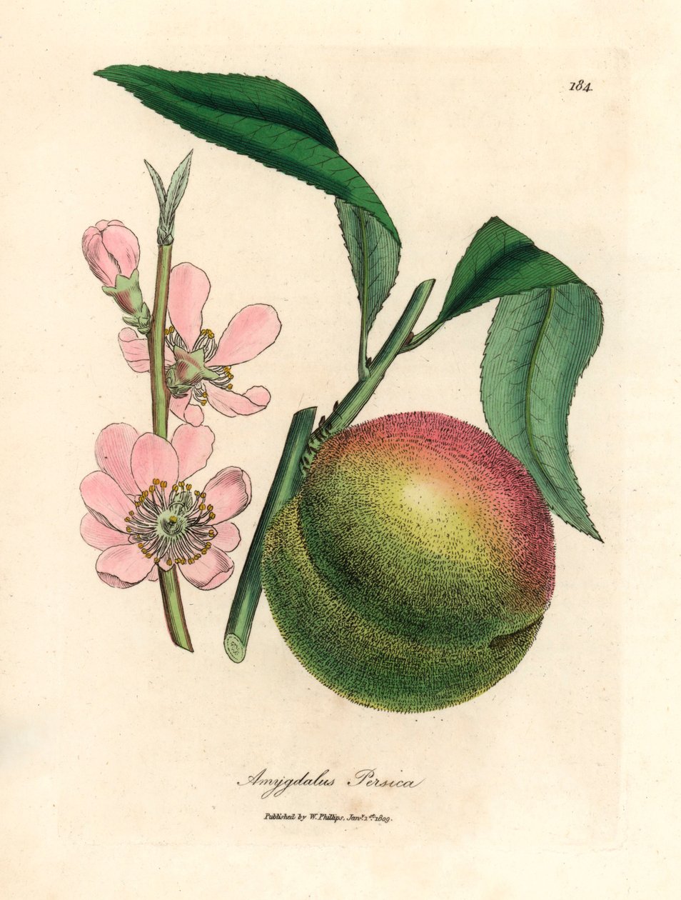 Ferskentræ med moden frugt og lyserød blomst, Amygdalus persica, fra en botanisk illustration af James Sowerby fra William Woodville og Sir William Jackson Hookers "Medical Botany" 1832 (håndfarvet kobberstik) af James (after) Sowerby