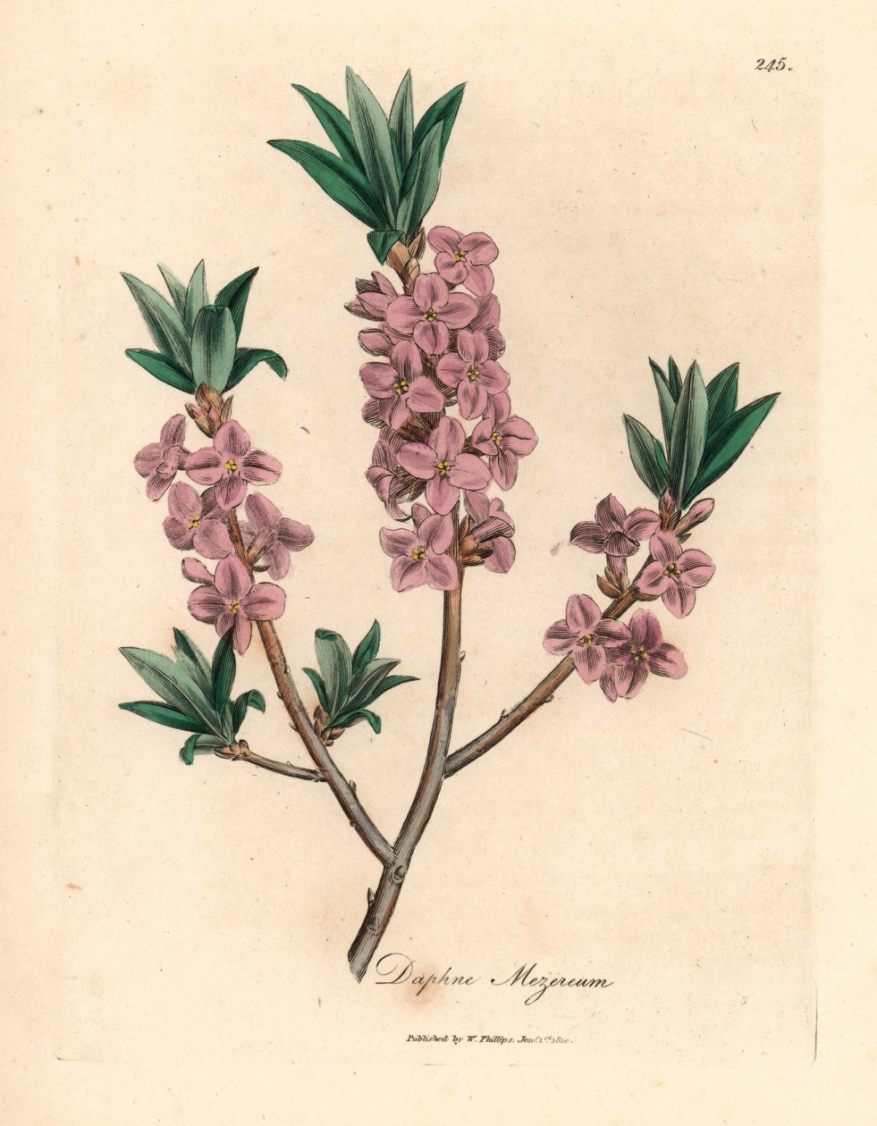 Pink-blomstret mezereon, Daphne mezereum, fra en botanisk illustration af James Sowerby fra William Woodville og Sir William Jackson Hookers "Medical Botany" 1832 (håndfarvet kobberstik) af James (after) Sowerby