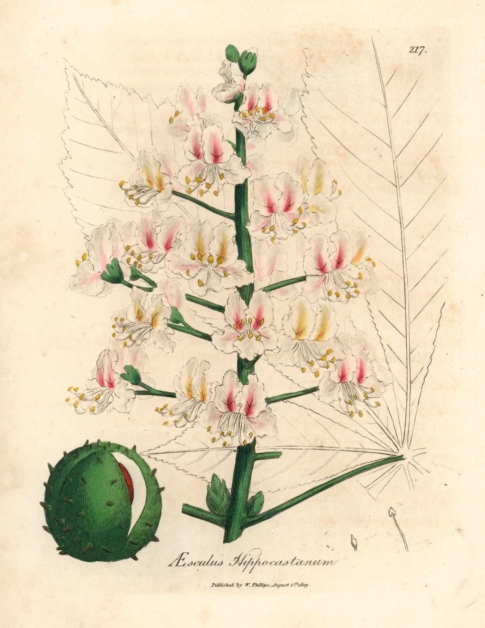 Pink blomst og frugt af hestekastanjetræet, Aesculus hippocastanum, fra en botanisk illustration af James Sowerby fra William Woodville og Sir William Jackson Hookers "Medical Botany" 1832 (håndfarvet kobberstik) af James (after) Sowerby