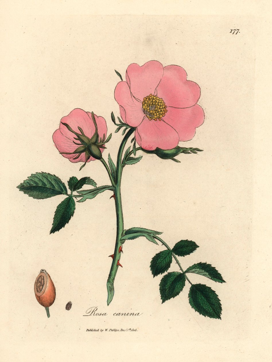 Pink hunderose med hyben, Rosa canina, fra en botanisk illustration af James Sowerby fra William Woodville og Sir William Jackson Hookers "Medical Botany" 1832 (håndfarvet kobberstik) af James (after) Sowerby