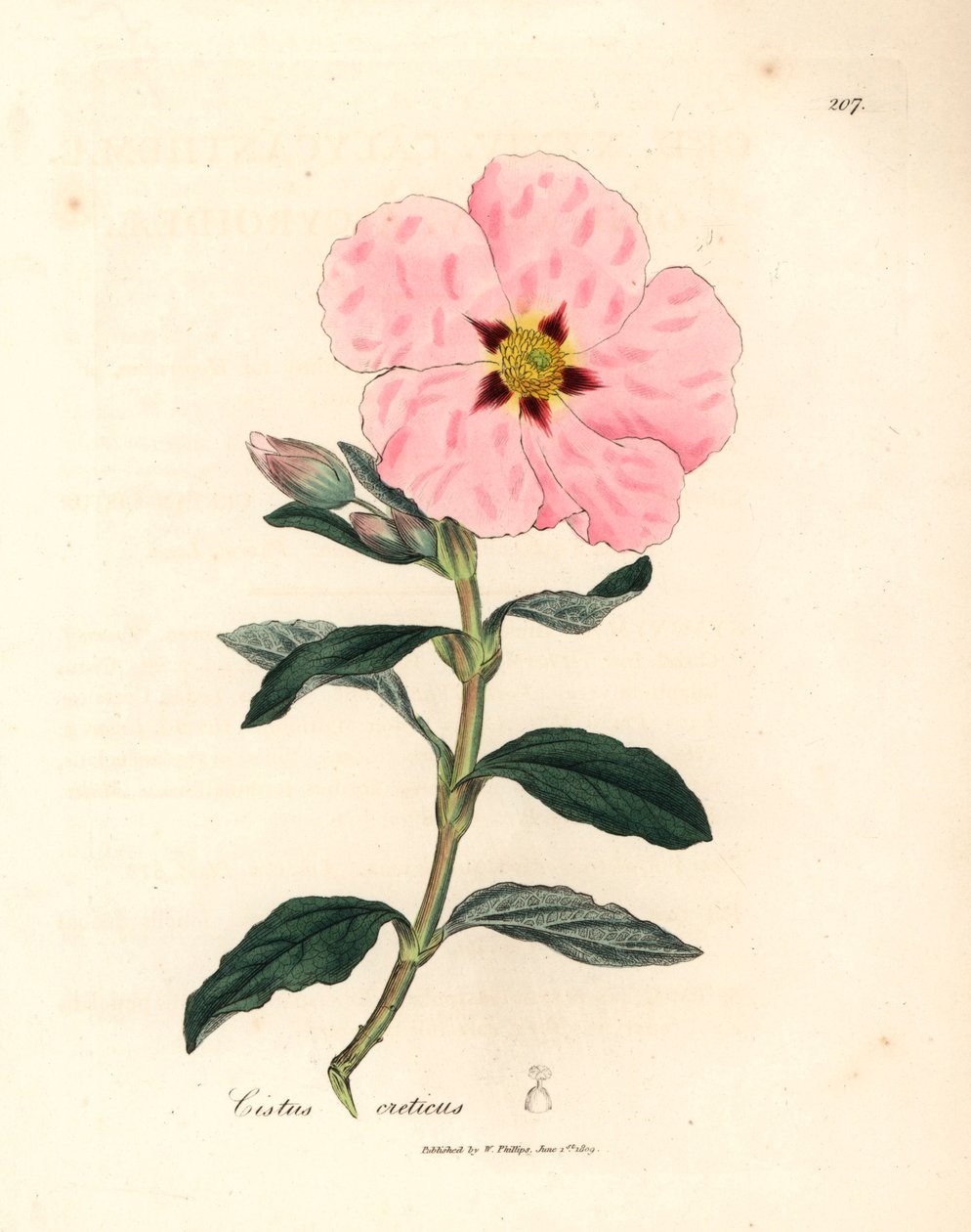 Pinkblomstret kretensisk cistus, Cistus creticus, fra en botanisk illustration af James Sowerby fra William Woodville og Sir William Jackson Hookers "Medical Botany" 1832 (håndfarvet kobberstik) af James (after) Sowerby