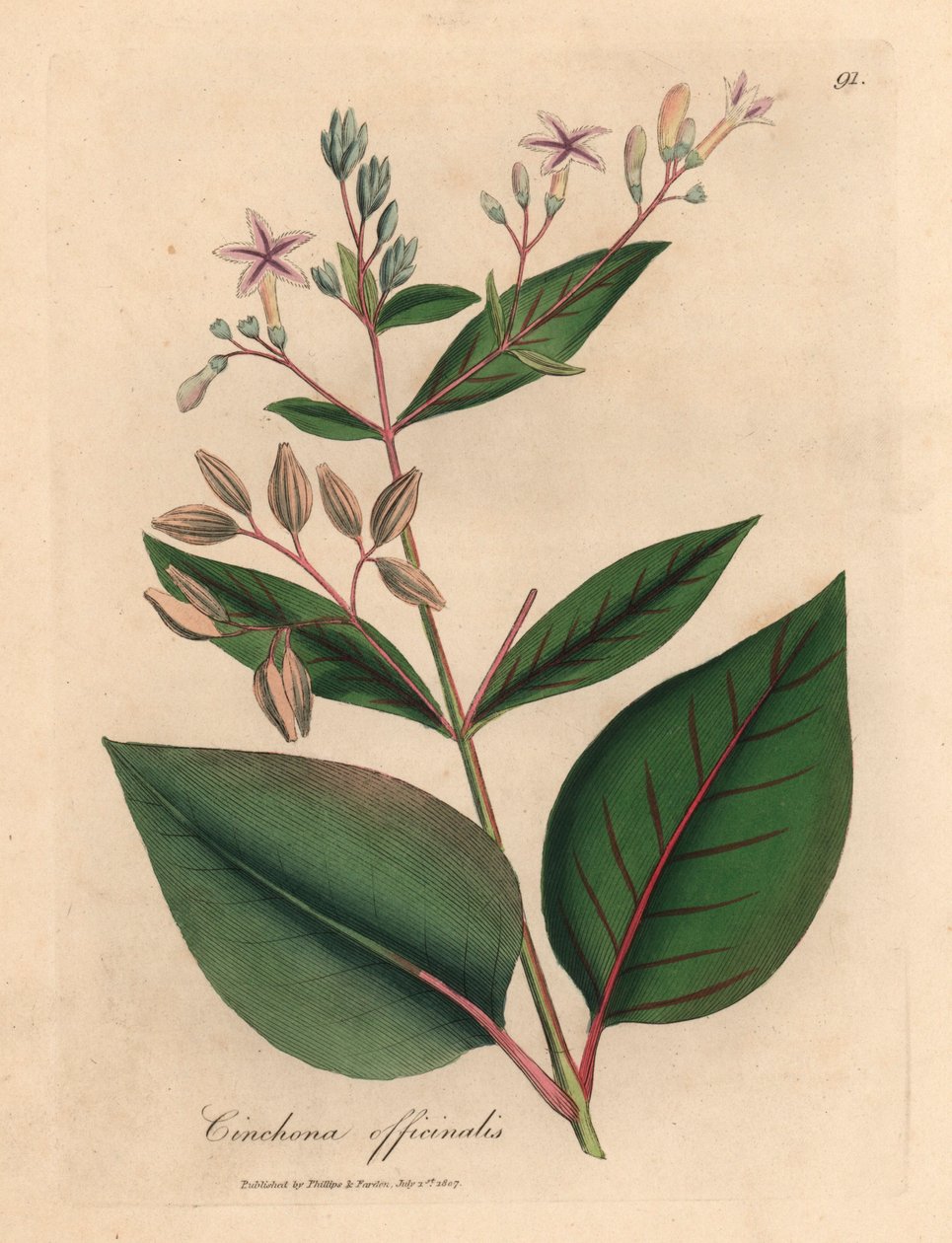 Lyserødt blomstret peruviansk barktræ, Cinchona officinalis, fra en botanisk illustration af James Sowerby fra William Woodville og Sir William Jackson Hookers "Medical Botany" 1832 (håndfarvet kobberstik) af James (after) Sowerby