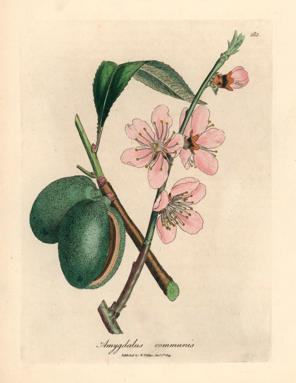 Lyserødt blomstret mandeltræ, Amygdalus communis, fra en botanisk illustration af James Sowerby fra William Woodville og Sir William Jackson Hookers "Medical Botany" 1832 (håndfarvet kobberstik) af James (after) Sowerby
