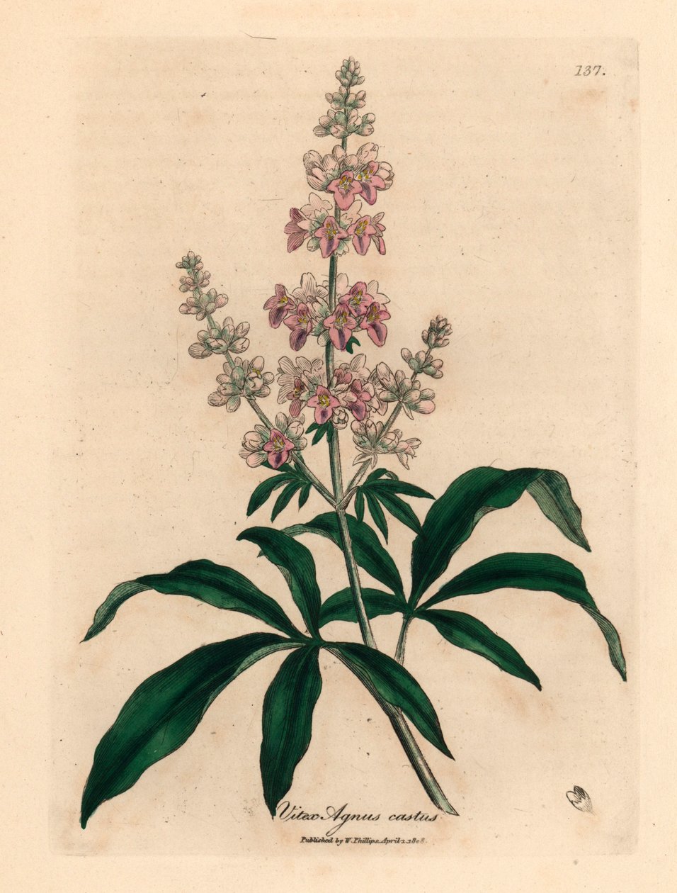 Lyserødt blomstret kysk træ, Vitex agnus castus, fra en botanisk illustration af James Sowerby fra William Woodville og Sir William Jackson Hookers "Medical Botany" 1832 (håndfarvet kobberstik) af James (after) Sowerby