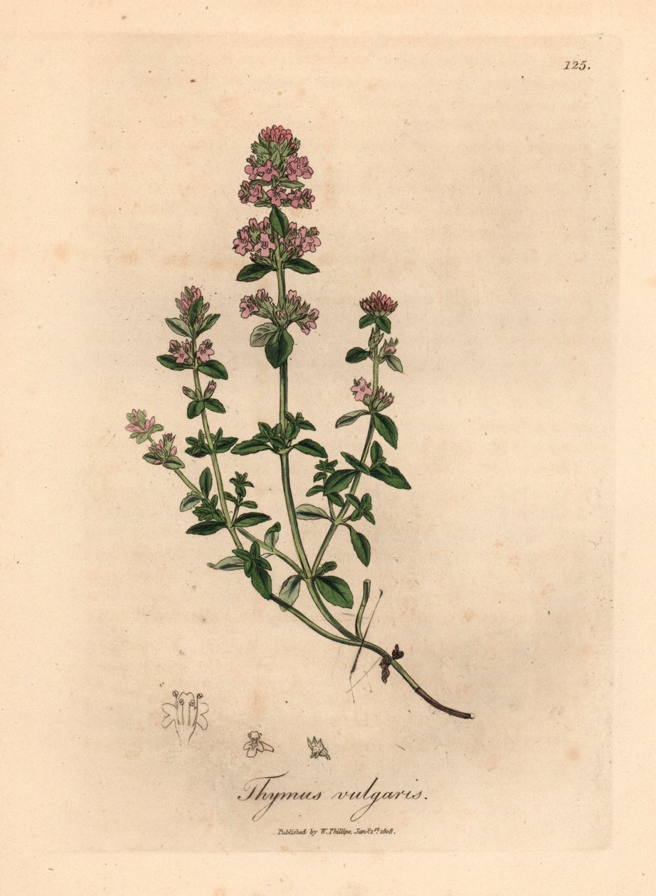 Lyserød blomstret havetimian, Thymus vulgaris, fra en botanisk illustration af James Sowerby fra William Woodville og Sir William Jackson Hookers "Medical Botany" 1832 (håndfarvet kobberstik) af James (after) Sowerby