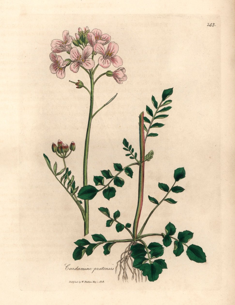 Pink blomstret dame kittel eller gøgeblomst, Cardamine pratensis, fra en botanisk illustration af James Sowerby fra William Woodville og Sir William Jackson Hookers "Medical Botany" 1832 (håndfarvet kobberstik) af James (after) Sowerby