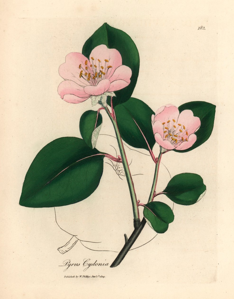 Lyserødt blomstret kvædetræ, Pyrus cydonia, fra en botanisk illustration af James Sowerby fra William Woodville og Sir William Jackson Hookers "Medical Botany" 1832 (håndfarvet kobberstik) af James (after) Sowerby