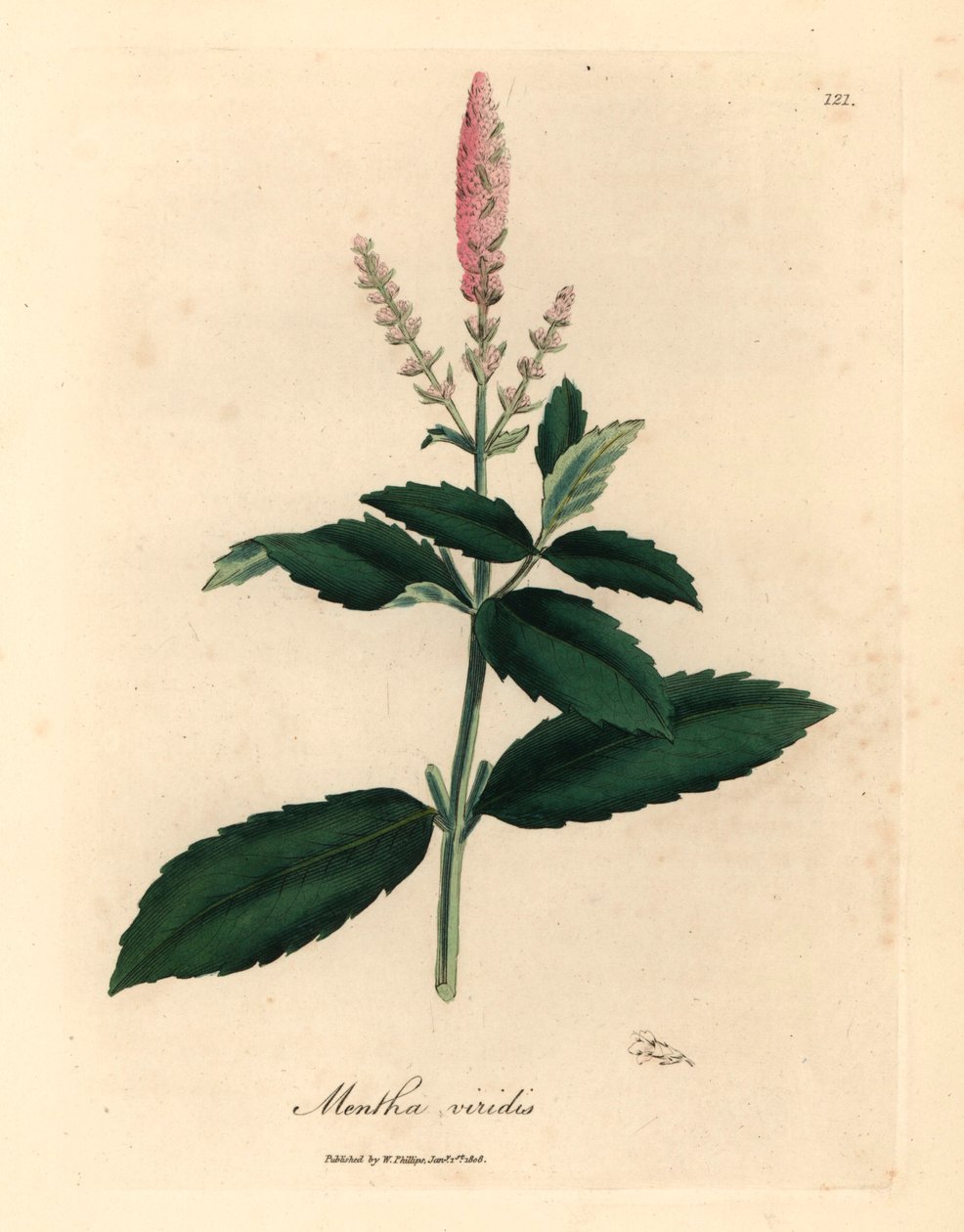 Lyserød blomstret grønmynte, Mentha viridis, fra en botanisk illustration af James Sowerby fra William Woodville og Sir William Jackson Hookers "Medical Botany" 1832 (håndfarvet kobberstik) af James (after) Sowerby