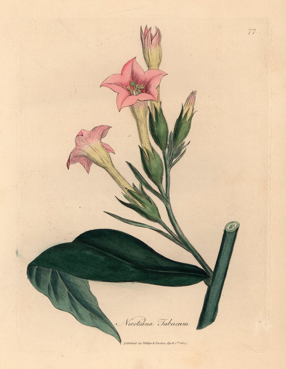 Pinkblomstret tobaksplante, Nicotiana tabacum, fra en botanisk illustration af James Sowerby fra William Woodville og Sir William Jackson Hookers "Medical Botany" 1832 (håndfarvet kobberstik) af James (after) Sowerby