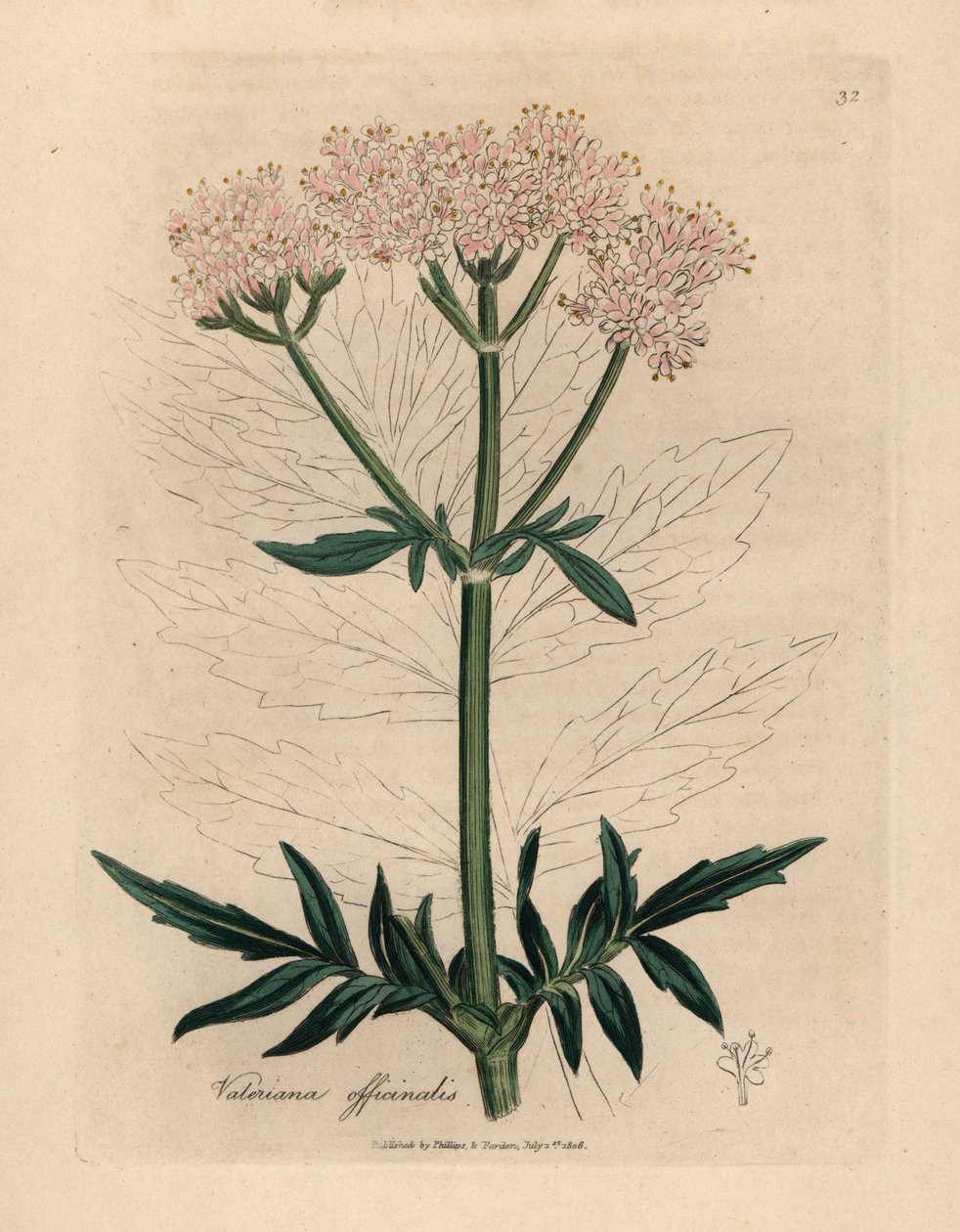 Pink blomstret baldrian, Valeriana officinalis, fra en botanisk illustration af James Sowerby fra William Woodville og Sir William Jackson Hookers "Medical Botany" 1832 (håndfarvet kobberstik) af James (after) Sowerby