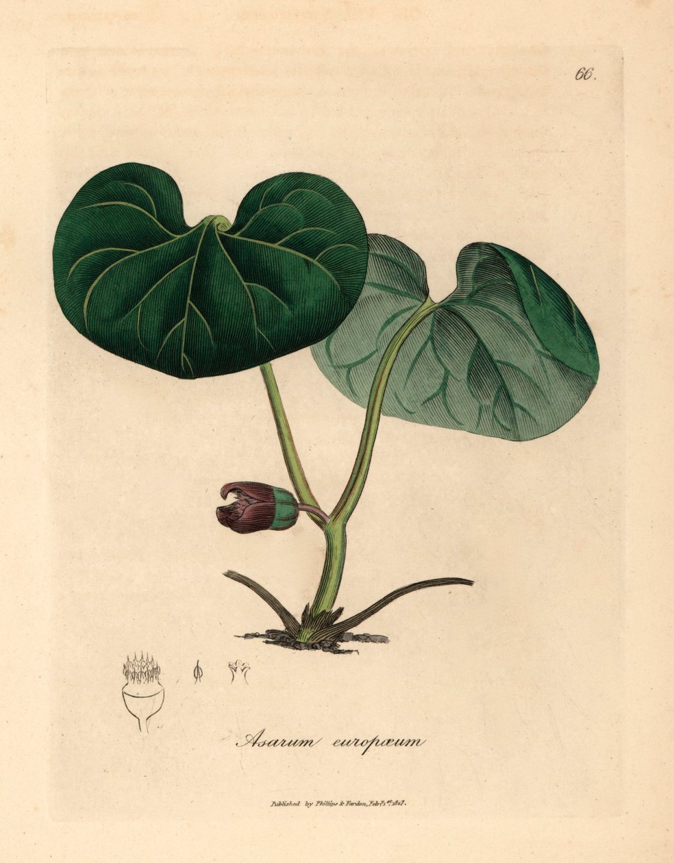 Lilla blomstret asarabacca, eller vild ingefær, Asarum europaeum, fra en botanisk illustration af James Sowerby fra William Woodville og Sir William Jackson Hookers "Medical Botany" 1832 (håndfarvet kobberstik) af James (after) Sowerby