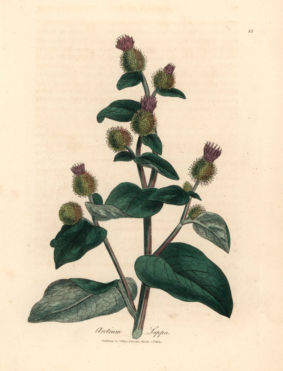 Lilla blomstret burre, Arctium lappa, fra en botanisk illustration af James Sowerby fra William Woodville og Sir William Jackson Hookers "Medical Botany" 1832 (håndfarvet kobberstik) af James (after) Sowerby