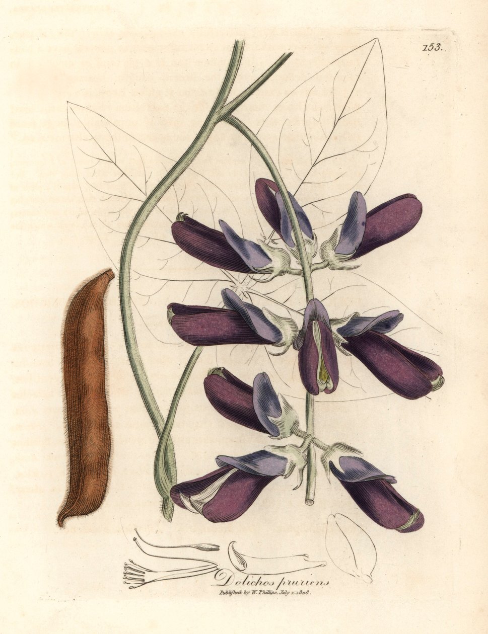 Lilla blomstrede kohval dolichos, Dolichos pruriens, fra en botanisk illustration af James Sowerby fra William Woodville og Sir William Jackson Hookers "Medical Botany" 1832 (håndfarvet kobberstik) af James (after) Sowerby