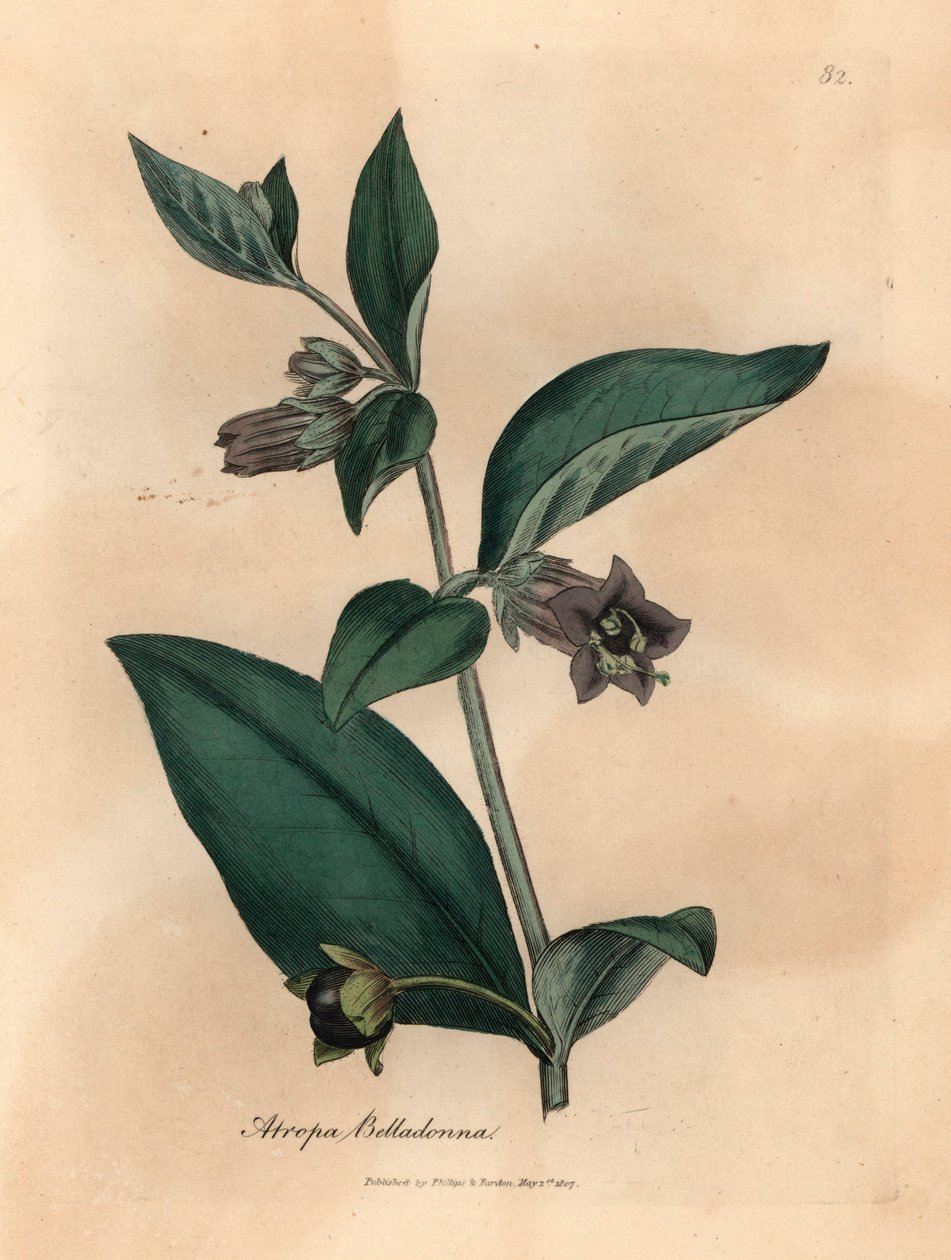 Lillablomstret dødbringende natskygge, Atropa belladonna, fra en botanisk illustration af James Sowerby fra William Woodville og Sir William Jackson Hookers "Medical Botany" 1832 (håndfarvet kobberstik) af James (after) Sowerby