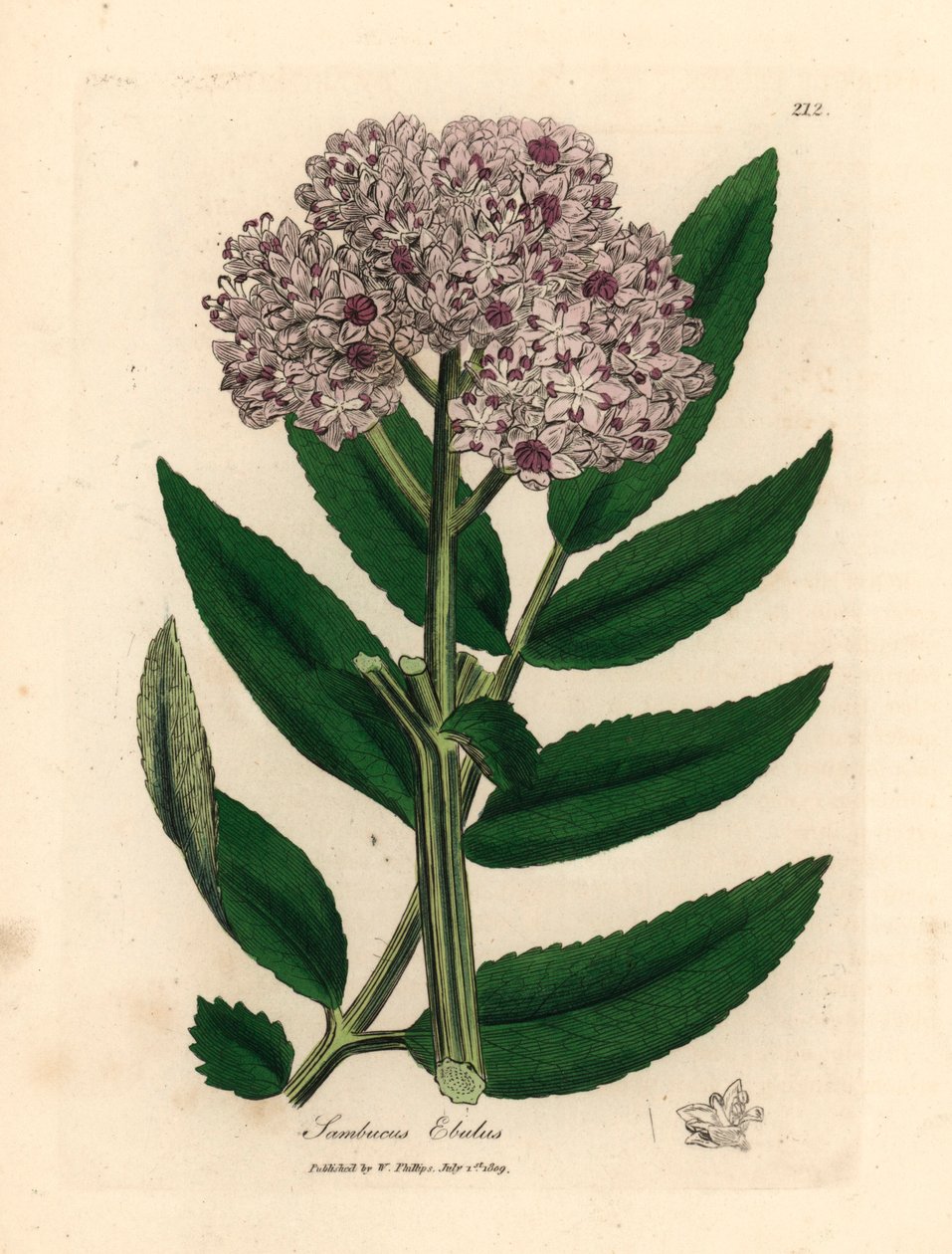 Lillablomstret dværghyldetræ, Sambucus ebulus, fra en botanisk illustration af James Sowerby fra William Woodville og Sir William Jackson Hookers "Medical Botany" 1832 (håndfarvet kobberstik) af James (after) Sowerby