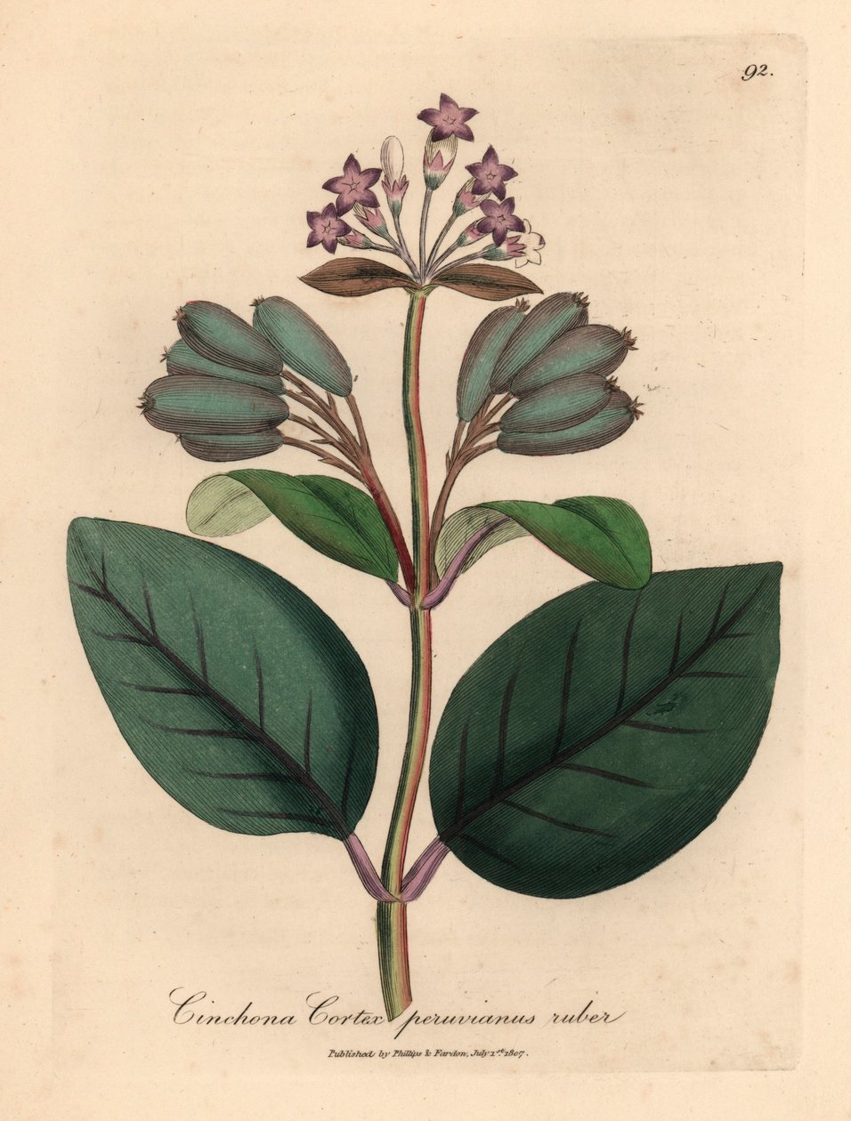 Lillablomstret rødt peruviansk barktræ, Cinchona cortex peruvianus ruber, fra en botanisk illustration af James Sowerby fra William Woodville og Sir William Jackson Hookers "Medical Botany" 1832 (håndfarvet kobberstik) af James (after) Sowerby
