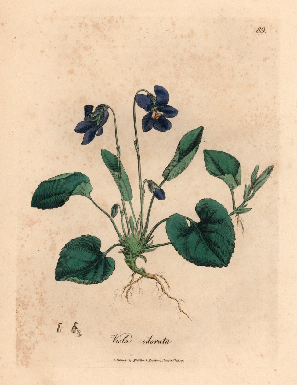Lilla blomstret sød viol, Viola odorata, fra en botanisk illustration af James Sowerby fra William Woodville og Sir William Jackson Hookers "Medical Botany" 1832 (håndfarvet kobberstik) af James (after) Sowerby