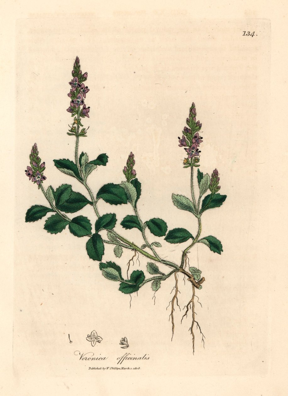 Lilla blomstret veronica, Veronica officinalis, fra en botanisk illustration af James Sowerby fra William Woodville og Sir William Jackson Hookers "Medical Botany" 1832 (håndfarvet kobberstik) af James (after) Sowerby