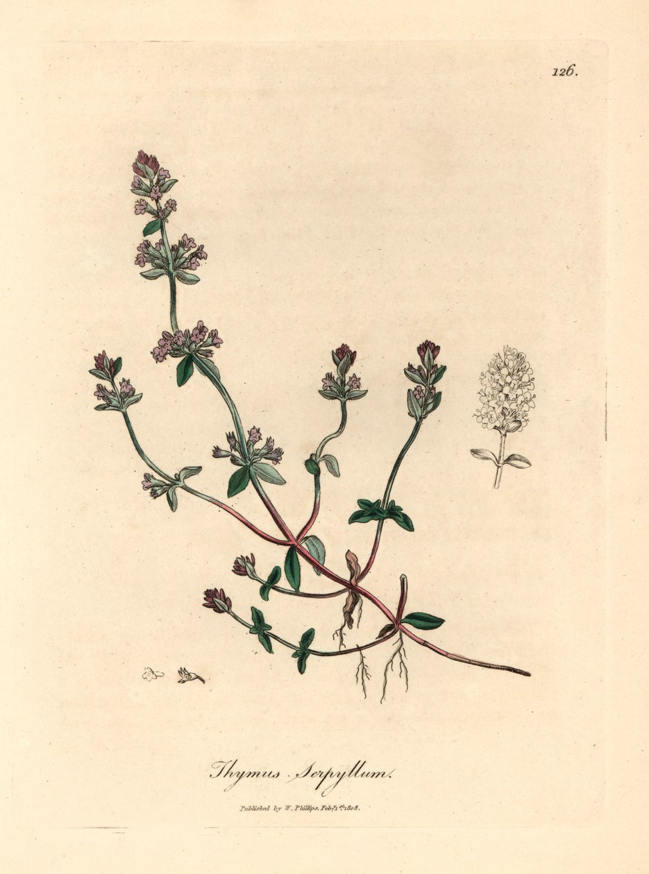 Lilla blomstret vild timian, Thymus serpyllum, fra en botanisk illustration af James Sowerby fra William Woodville og Sir William Jackson Hookers "Medical Botany" 1832 (håndfarvet kobberstik) af James (after) Sowerby