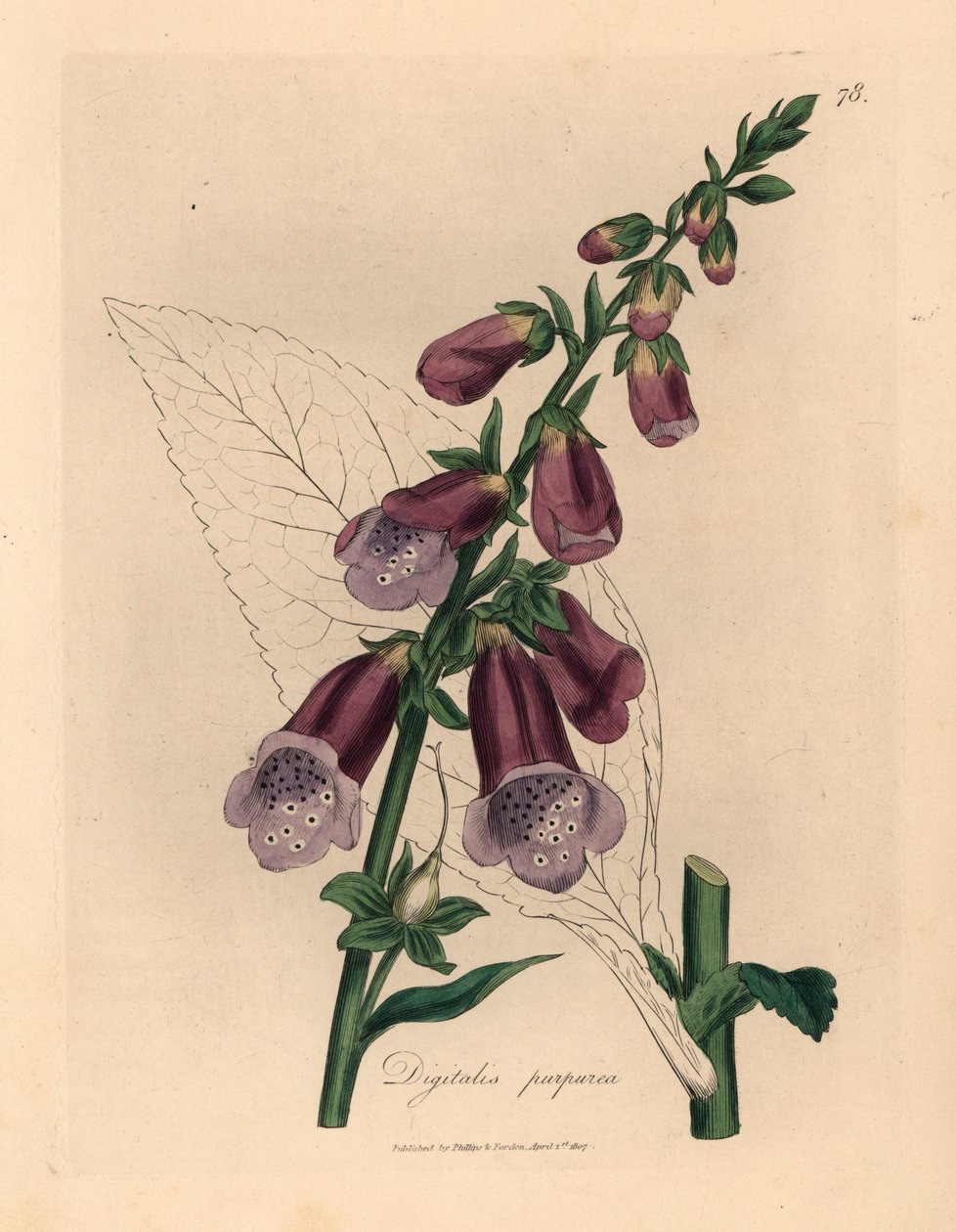 Lilla foxglove, Digitalis purpurea, fra en botanisk illustration af James Sowerby fra William Woodville og Sir William Jackson Hookers "Medical Botany" 1832 (håndfarvet kobberstik) af James (after) Sowerby