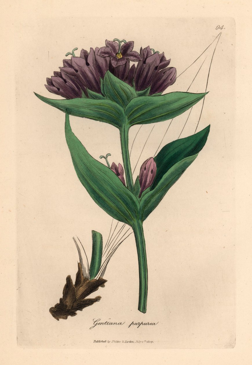 Lilla ensian, Gentiana purpurea, fra en botanisk illustration af James Sowerby fra William Woodville og Sir William Jackson Hookers "Medical Botany" 1832 (håndfarvet kobberstik) af James (after) Sowerby