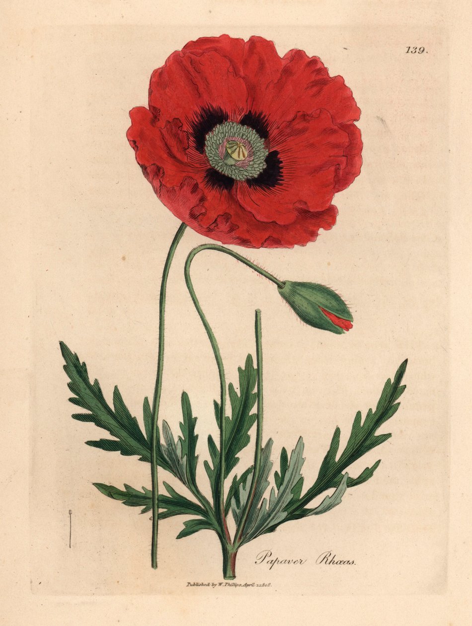Rød- eller majsvalmue, Papaver rhoeas, fra en botanisk illustration af James Sowerby fra William Woodville og Sir William Jackson Hookers "Medical Botany" 1832 (håndfarvet kobberstik) af James (after) Sowerby