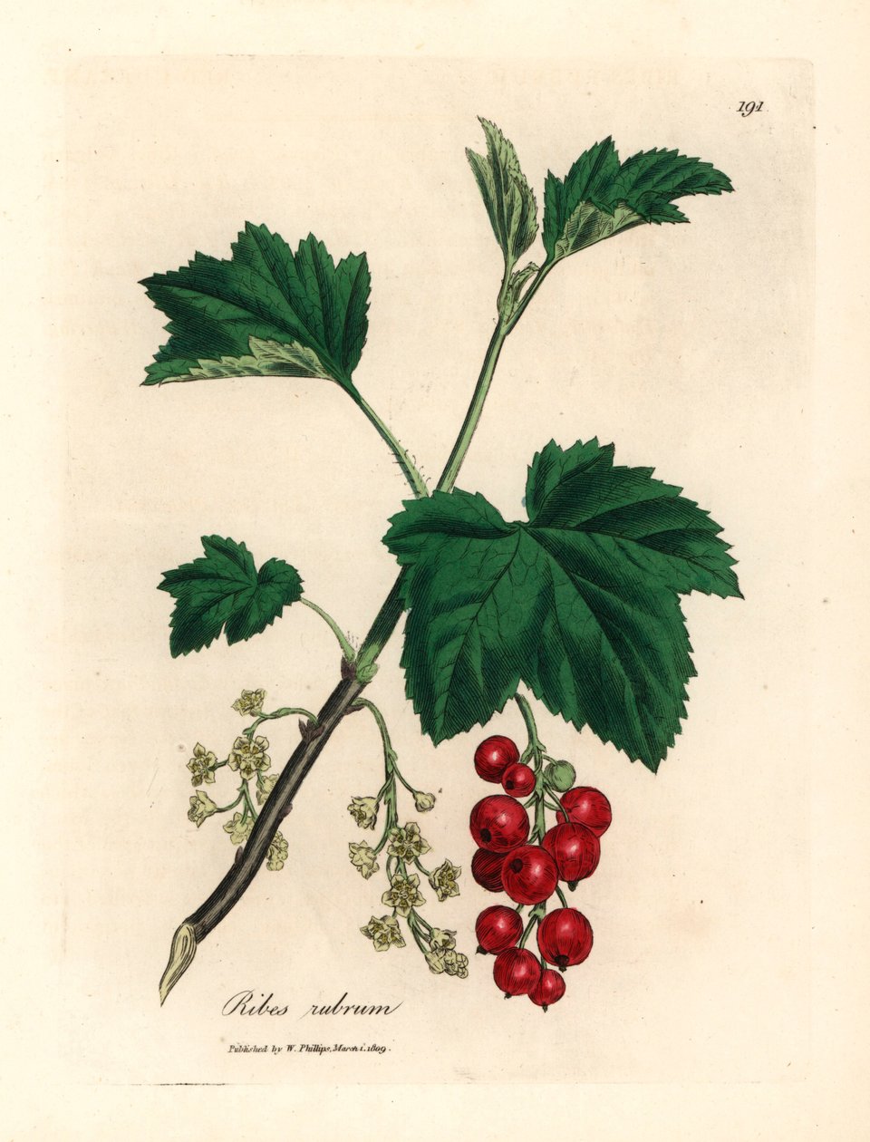 Ribstræ, Ribes rubrum, fra en botanisk illustration af James Sowerby fra William Woodville og Sir William Jackson Hookers "Medical Botany" 1832 (håndfarvet kobberstik) af James (after) Sowerby