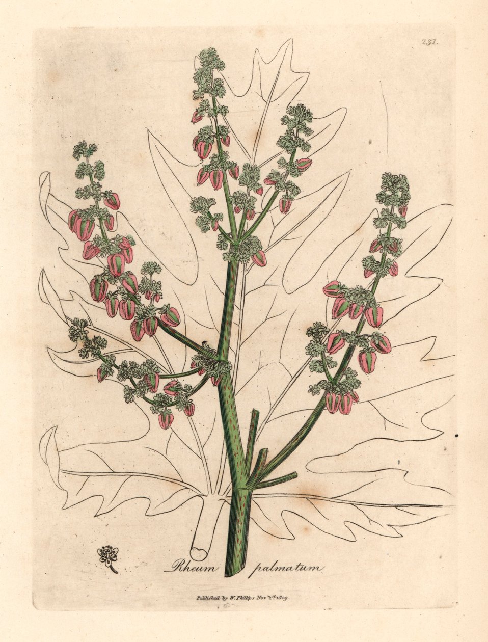 Rubarb blomster og stilk, bladomrids, Rheum palmatum, fra en botanisk illustration af James Sowerby fra William Woodville og Sir William Jackson Hookers "Medical Botany" 1832 (håndfarvet kobberstik) af James (after) Sowerby