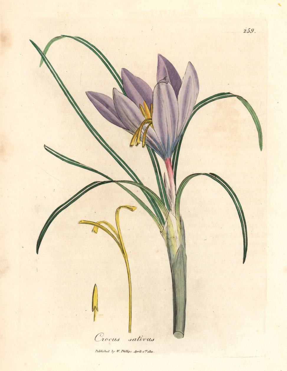 Saffronkrokus, Crocus sativus, fra en botanisk illustration af James Sowerby fra William Woodville og Sir William Jackson Hookers "Medical Botany" 1832 (håndfarvet kobberstik) af James (after) Sowerby