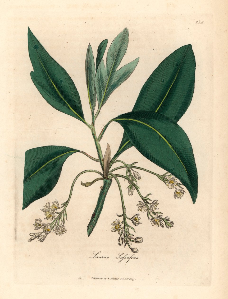 Sassafras træ, Laurus sassafras, fra en botanisk illustration af James Sowerby fra William Woodville og Sir William Jackson Hookers "Medical Botany" 1832 (håndfarvet kobberstik) af James (after) Sowerby