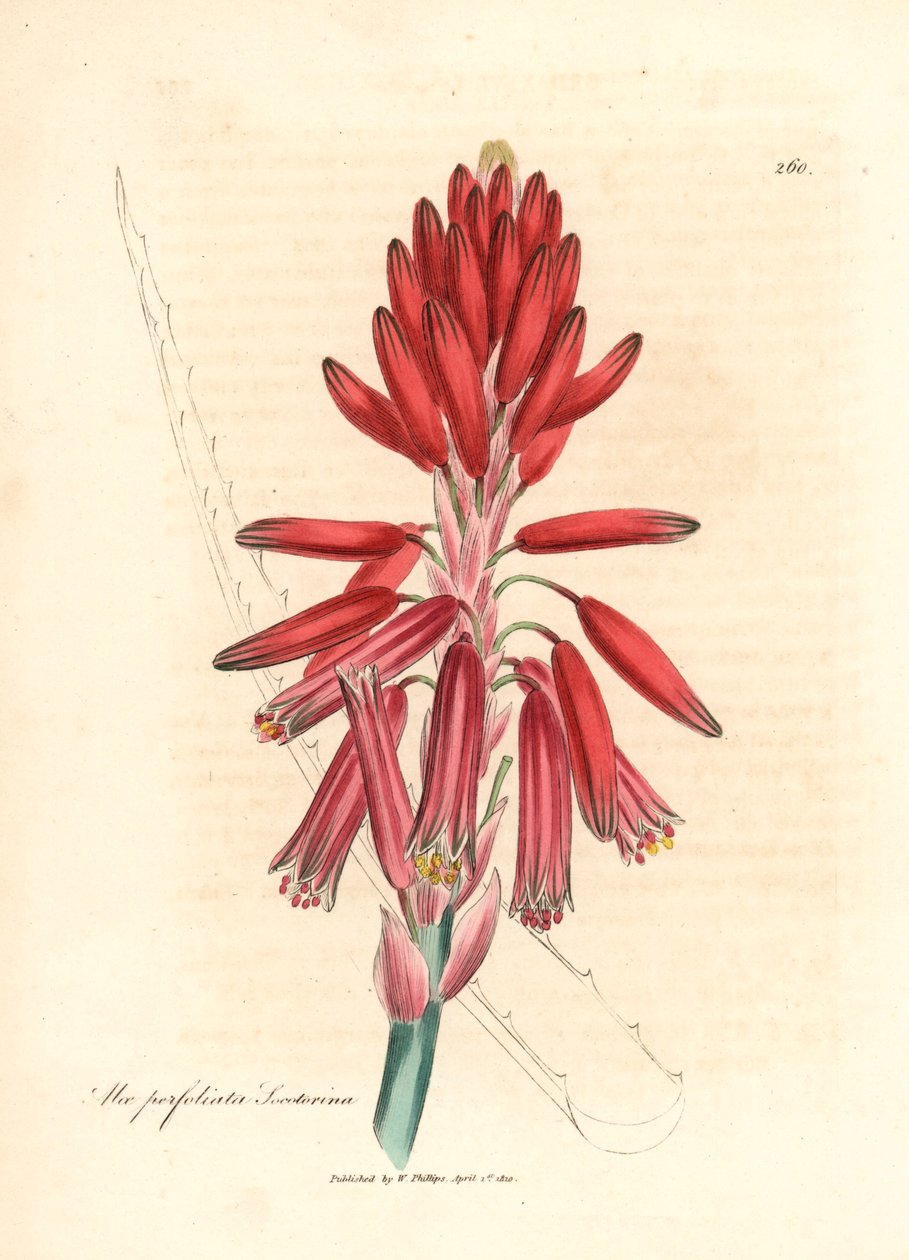 Socotorine aloe, Aloe perfoliata socotorina, fra en botanisk illustration af James Sowerby fra William Woodville og Sir William Jackson Hookers "Medical Botany" 1832 (håndfarvet kobberstik) af James (after) Sowerby