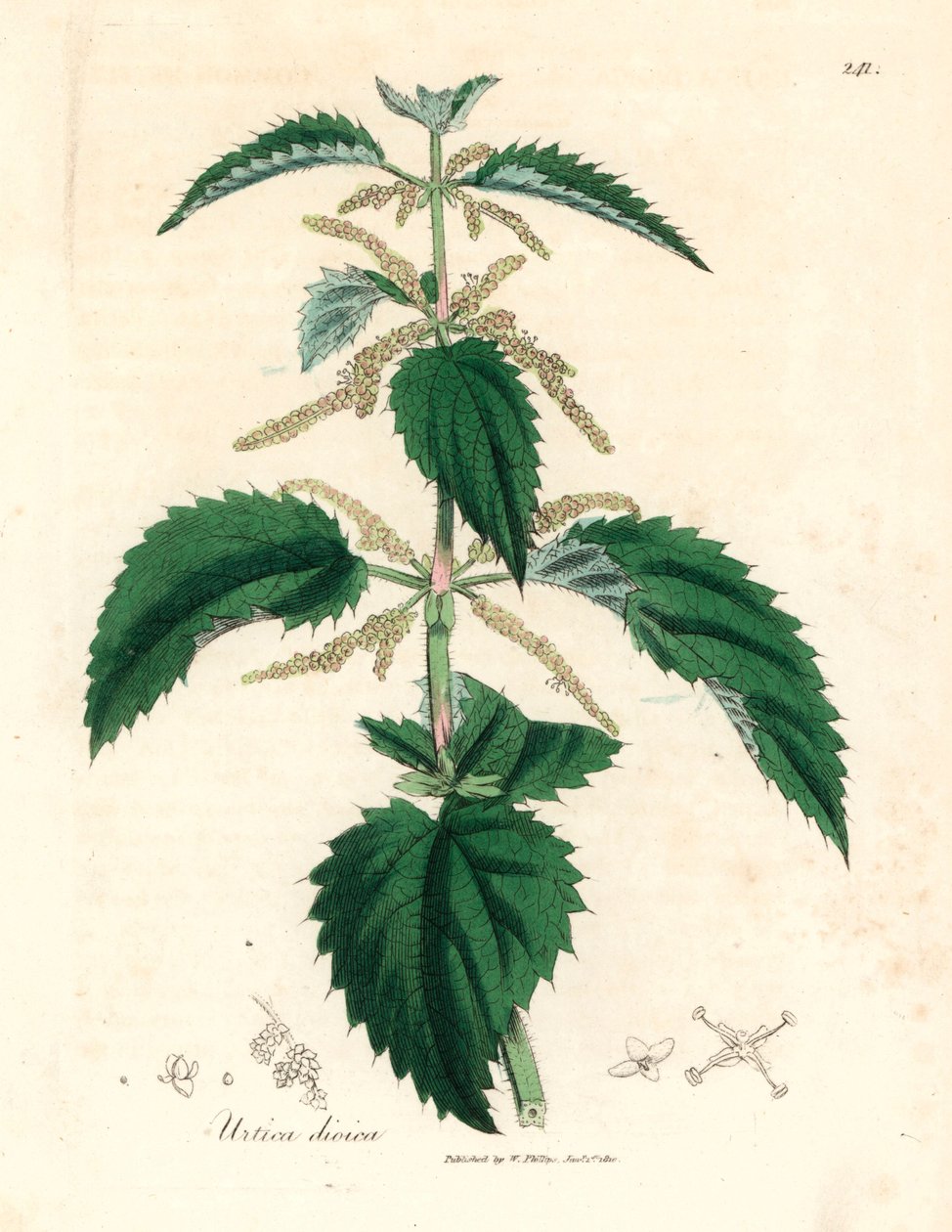 Brændenælde, Urtica dioica, fra en botanisk illustration af James Sowerby fra William Woodville og Sir William Jackson Hookers "Medical Botany" 1832 (håndfarvet kobberstik) af James (after) Sowerby