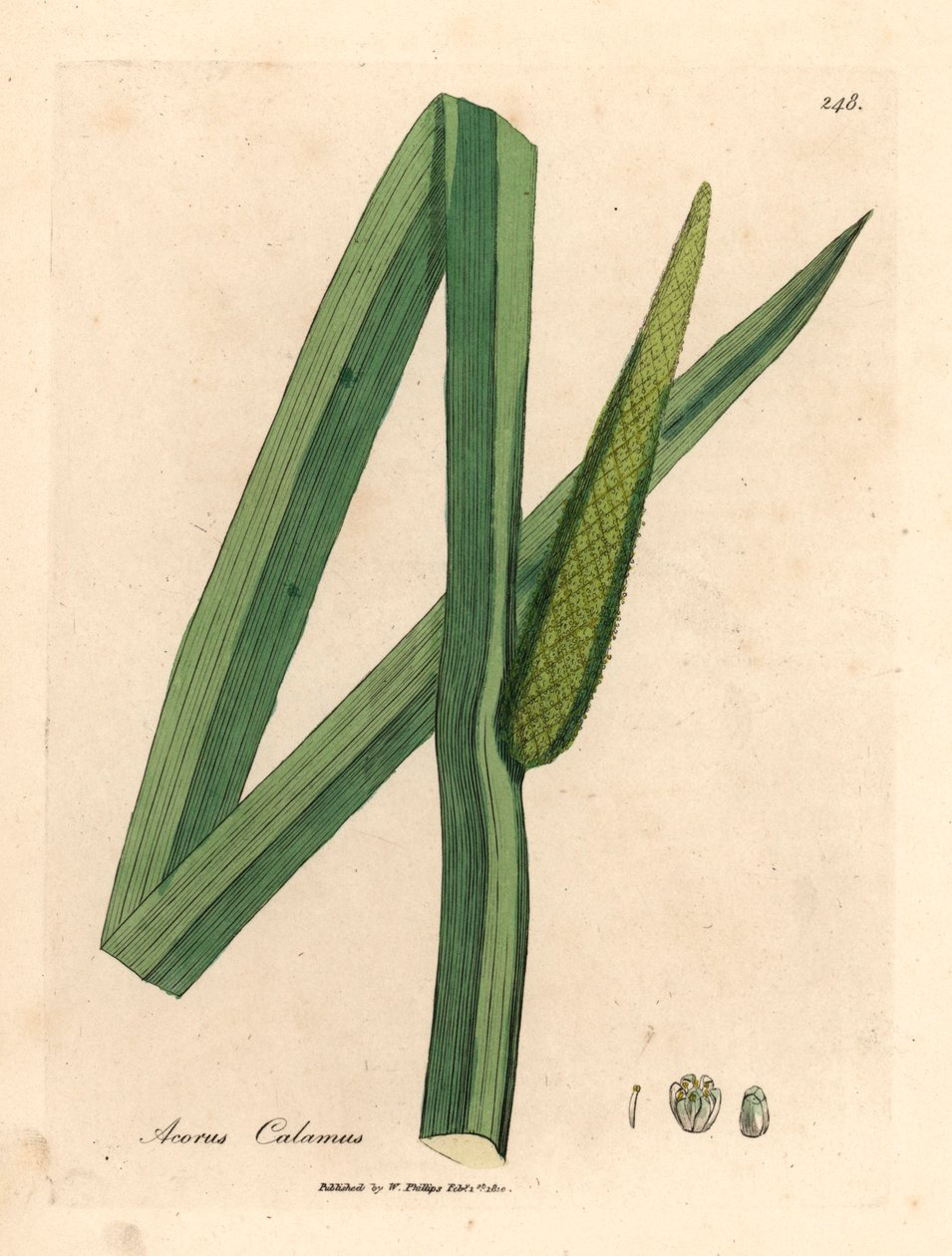 Sødt flag, Acorus calamus, fra en botanisk illustration af James Sowerby fra William Woodville og Sir William Jackson Hookers "Medical Botany" 1832 (håndfarvet kobberstik) af James (after) Sowerby