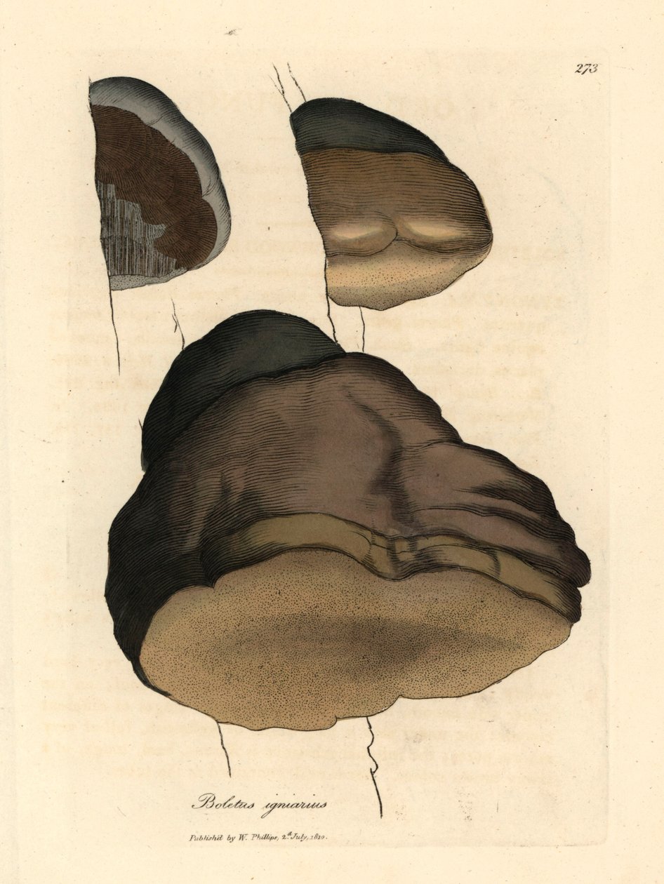 Touchwood boletus eller agaric champignon, Boletus igniarius, fra en botanisk illustration af James Sowerby fra William Woodville og Sir William Jackson Hookers "Medical Botany" 1832 (håndfarvet kobberstik) af James (after) Sowerby