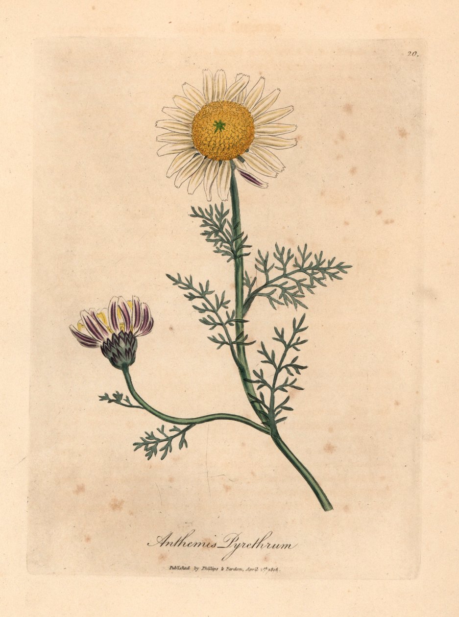 Hvid og gul spansk kamille, Anthemis pyrethrum, fra en botanisk illustration af James Sowerby fra William Woodville og Sir William Jackson Hookers "Medical Botany" 1832 (håndfarvet kobberstik) af James (after) Sowerby