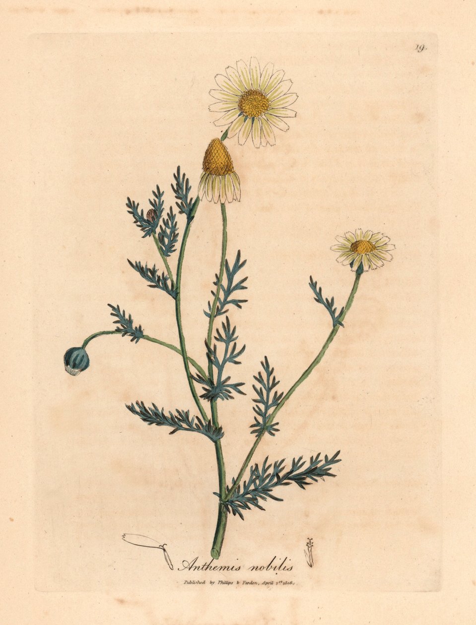 Hvid og gul blomstret kamille, Anthemis nobilis, fra en botanisk illustration af James Sowerby fra William Woodville og Sir William Jackson Hookers "Medical Botany" 1832 (håndfarvet kobberstik) af James (after) Sowerby