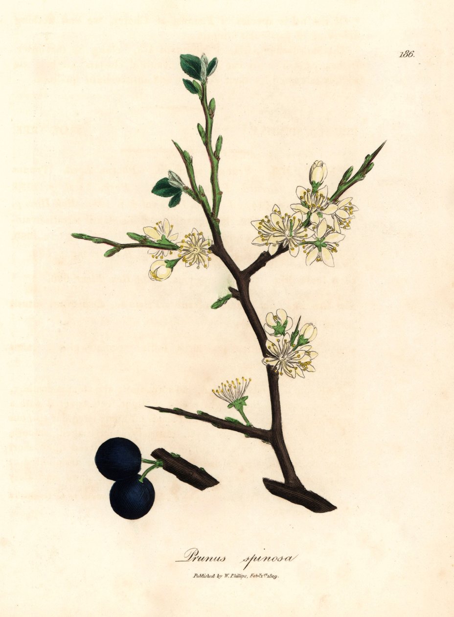 Hvide blomster og blå bær af slåentræet, Prunus spinosa, fra en botanisk illustration af James Sowerby fra William Woodville og Sir William Jackson Hookers "Medical Botany" 1832 (håndfarvet kobberstik) af James (after) Sowerby