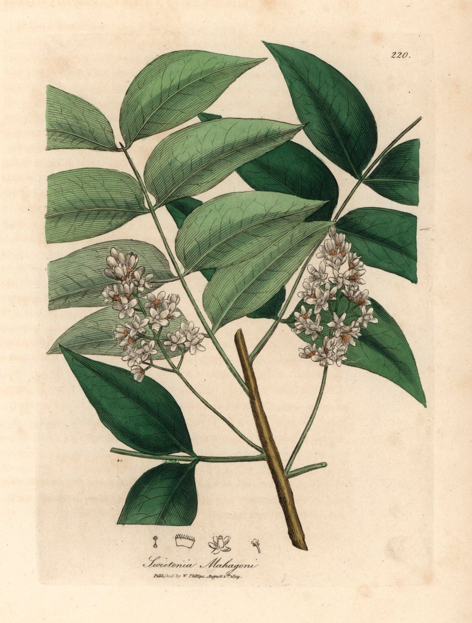 Hvidblomstret mahognitræ, Swietenia mahogani, fra en botanisk illustration af James Sowerby fra William Woodville og Sir William Jackson Hookers "Medical Botany" 1832 (håndfarvet kobberstik) af James (after) Sowerby