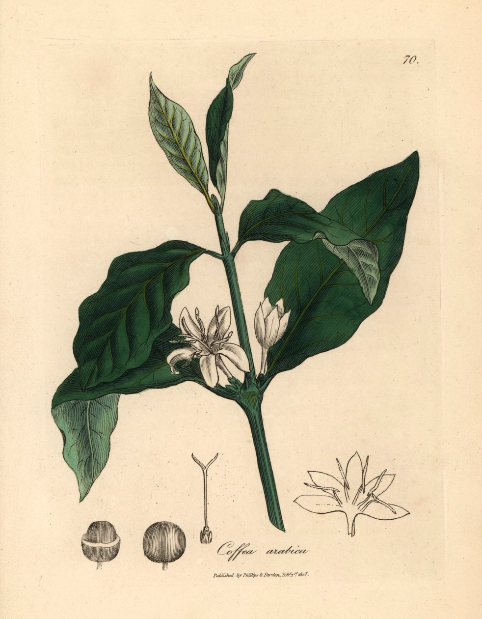 Hvid blomst, blade og bønne fra kaffeplanten, Coffea arabica, fra en botanisk illustration af James Sowerby fra William Woodville og Sir William Jackson Hookers "Medical Botany" 1832 (håndfarvet kobberstik) af James (after) Sowerby